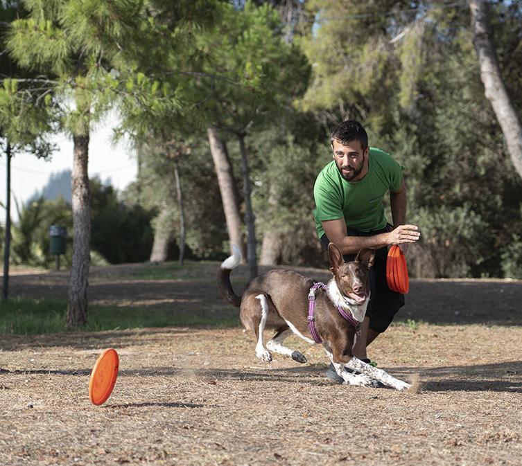 Dogs in Colors - Frisbee Rodado
